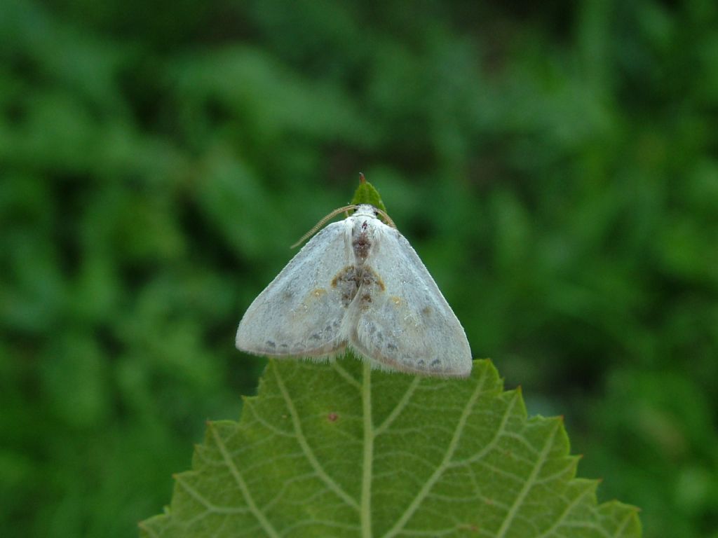 Watsonalla binaria vs Watsonalla uncinula